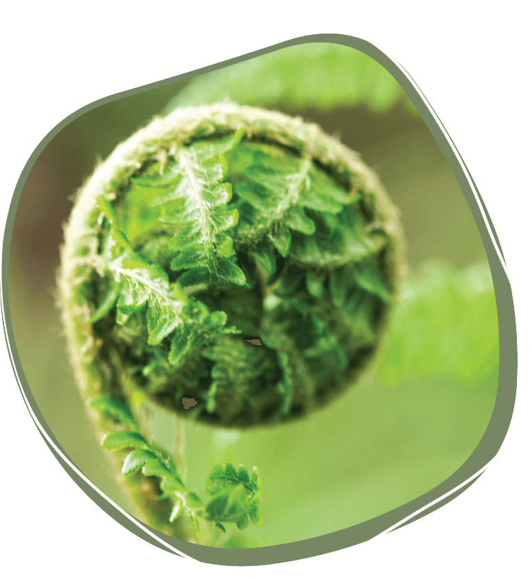 Fern
