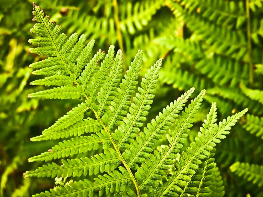 fern, leaves, foliage-1105988.jpg